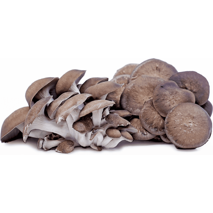 Mushrooms, Oyster Black